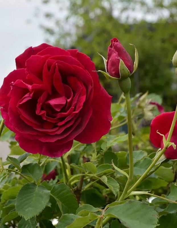 Роза парковая Катберт Грант